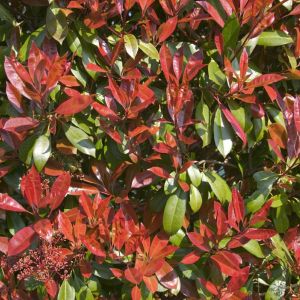 Photinia x fraseri ‘Red Robin’ – Fraser Photinia – Heteromeles – Stranvaesia – get a quote