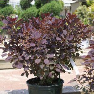 Cotinus coggygria ‘Velvet Cloak’ – Rhus cotinus – Venetian sumac – Eurasia Smoke Bush – Smoke Tree – Smoke Bush – get a quote