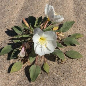 Oenothera deltoides – Desert Evening Primrose – Evening Primrose – Sundrops – get a quote