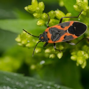 Small Milkweed Bug  – Lygaeus kalmii get a quote