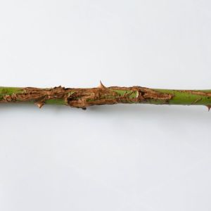 Rose Stem Canker and Dieback get a quote