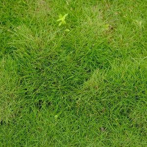 Zoysia matrella – Manillagrass get a quote