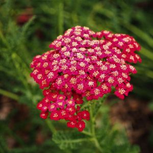 Achillea millefolium ‘Red Velvet’ – Red Velvet Yarrow – Yarrow – get a quote