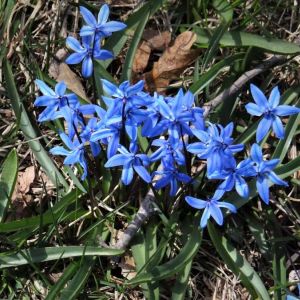 Lithodora ‘Grace Ward’ – get a quote