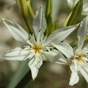 Pancratium illyricum – Sea Lily – get a quote