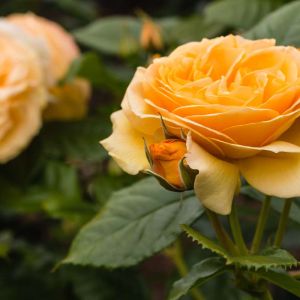 Rosa ‘Amber Queen’ – Rose ‘Prinzz Eugen Van Savoyen’ – get a quote