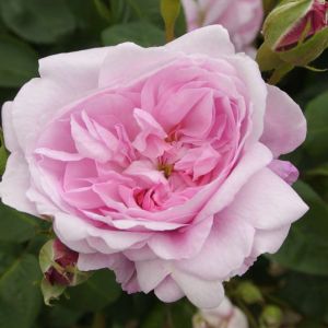 Rosa ‘Fantin-Latour’ – Rose ‘Fantin-Latour’ get a quote