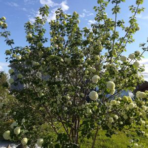 Viburnum opulus ‘Roseum’ – Viburnum opulus ‘Snowball Bush’ – European Cranberry bush – Guelder rose – Common Snowball – European Highbush Cranberry – European Snowball – Snowball bush ‘ get a quote
