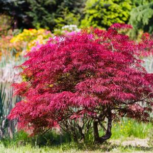 Acer palmatum ‘Orangeola’ – Orangeola Japanese Maple – Maple get a quote