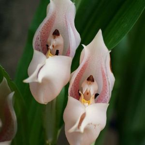 Anguloa – Cradle orchid – Tulip Orchid get a quote