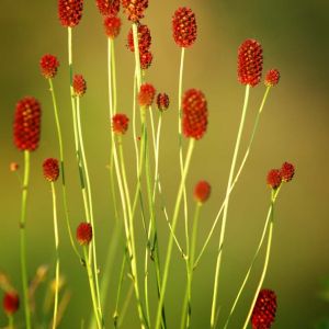 Sanguisorba officinalis – Greater Burnet – Poterium – get a quote