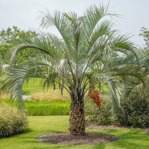 Butia capitata – Pindo Palm get a quote