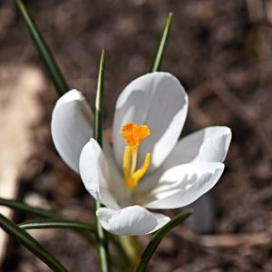 Crocus vernus ‘Jeanne D’arc’ – bulb get a quote