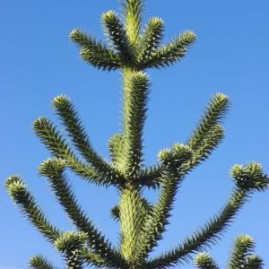 Araucaria araucana – Monkey Puzzle tree – get a quote