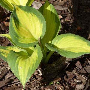 Hosta ‘Great Expectations’ – Plantain Lily ‘Great Expectations’ get a quote