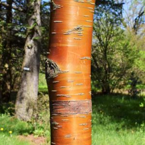 Betula albosinensis var. septentionalis – Chinese Red Birch – Chinese Paper Birch – Birch – get a quote