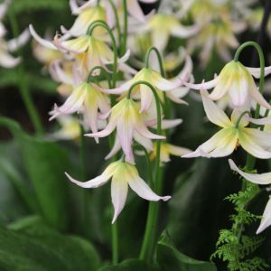 Erythronium ‘Joanna’ – Dog’s-tooth Violet – Trout Lily – Fawn Lily – get a quote