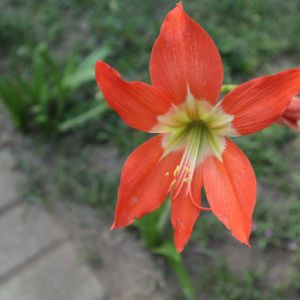 Hippeastrum puniceum – Amaryllis – Barbados Lily – get a quote