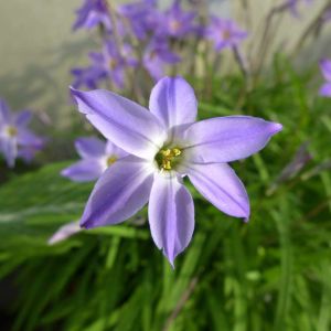 Ipheion uniflorum ‘Froyle Mill’ – Tristagma uniflorum ‘Froyle Mill’ – Triteleleia uniflora ‘Froyle Mill’ – Brodiaea uniflora ‘Froyle Mill’ – Spring Starflower – get a quote