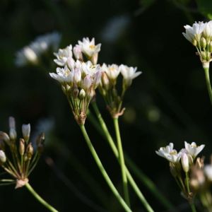 Nothoscordum gracile – Nothoscordum fragrans – Nothoscordum inodurum of gardens – False Garlic – get a quote