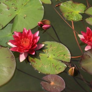 Nymphaea ‘Gloriosa’ – Waterlily – get a quote