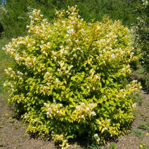 Philadelphus coronarius ‘Aureus’ – Common Mock Orange – Sweet Mock Orange – Mock Orange – get a quote