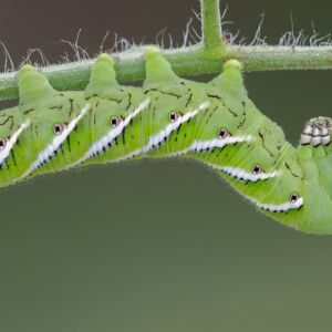 Tomato Hornworm – Five-spotted Hawk Moth – Manduca quinquemaculata  – Tobacco Hornwormed – Carolina Sphinx – Manduca sexta get a quote