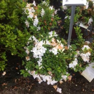 Rhododendron – Azalea encore ‘Autumn’ Ivory get a quote