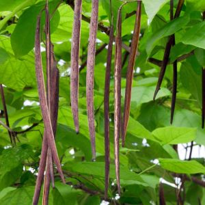 Catalpa bignonioides – Bean Tree – Southern Catalpa – Indian Bean Tree – get a quote