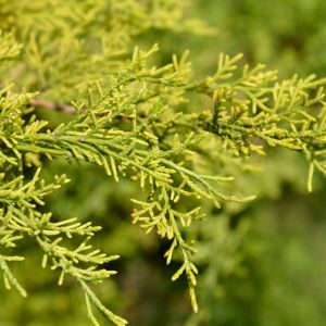 Juniperus chinensis ‘Old Gold’ – Chinese Juniper – Sabina – Juniper get a quote