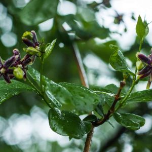 Periploca graeca – Silk Vine – get a quote