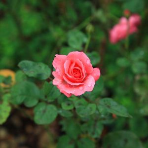 Rosa ‘Morden Ruby’ – Rose ‘Morden Ruby’ get a quote