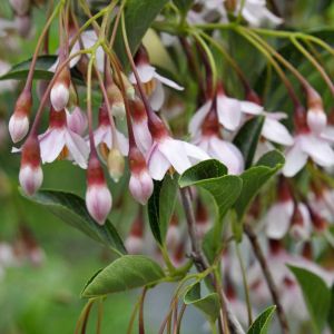 Styrax japonicus ‘Pink Chimes’ – Japanese Snowbell – Japanese Snowdrop Tree – Snowbell Tree – Snowbell – get a quote