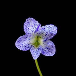 Viola sororia ‘Freckles’ – Viola papilionacea ‘Freckles’ – Woolly Blue Violet ‘ get a quote