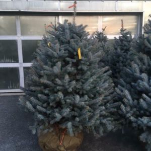 Picea Pung. ‘Blue Select’ – Spruce get a quote
