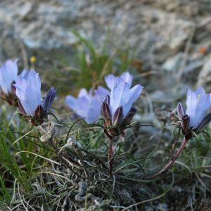 Edraianthus graminifolius – Grassy Bells – get a quote