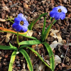 Ipheion ‘Rrolf Fiedler’ – Tristagma ‘Rolf Fiedler’ – Spring Starflower – get a quote