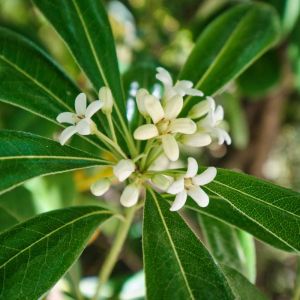 Photinia serratifolia ‘Aculeata’ – Photinia serrulata – Chinese Hawthorn – Chinese Photinia – Heteromeles – Stranvaesia – get a quote