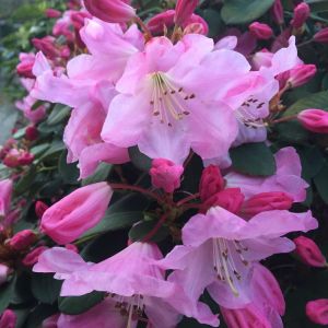 Rhododendron ‘Bow Bells’ – Azaleas – get a quote