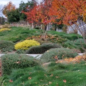 Festuca rubra – Red Fescue – Creeping Red Fescue – Fescue get a quote