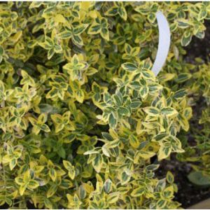 Euonymus fortunei ‘Emerald’n Gold’ – Euonymus radicans – Wintercreeper Euonymus – Spindle Tree – get a quote
