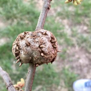 Horned Oak Gall – Callirhytis cornigera get a quote