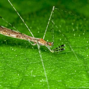 Thread-legged Bugs – Emesaya spp. get a quote