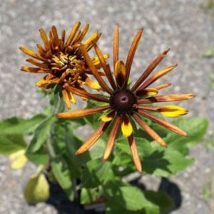 Rudbeckia hirta ‘Chim Chiminee’ – Gloriosa daisy – get a quote
