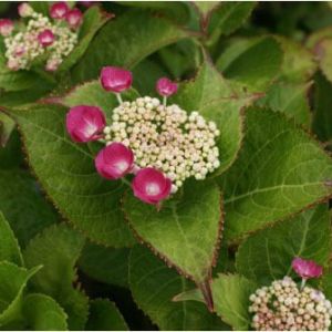 Hydrangea ‘Red Star’ get a quote