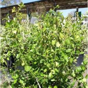 Euonymus – Manhattan Euonymus get a quote