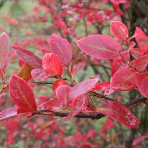 Vaccinium – Blueberry – Cranberry – Huckleberry – Cabernet Splash Highbush get a quote