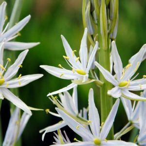 Camassia scilloides – Camassia fraseri – Wild hyacinth – Quamash – Camas – Beargrass – get a quote