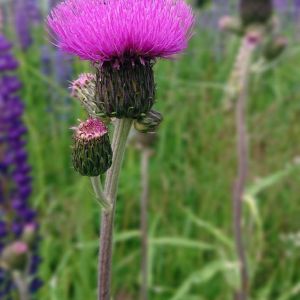 Cirsium rivulare ‘Atropurpureum’ – get a quote