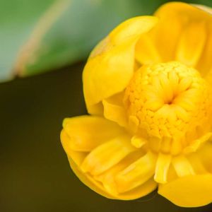 Nuphar japonica – Japanese Pond Lily – Spatterdock – Pond Lily – Yellow Pond Lily – get a quote